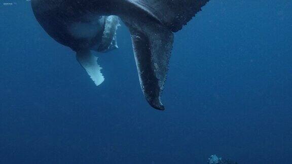 座头鲸在海洋中海洋霸主海洋鲸鱼座头鲸