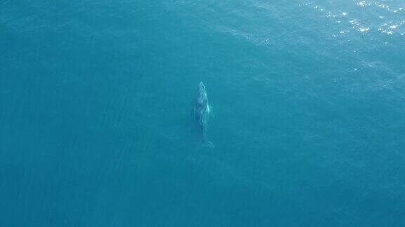 唯美海上鲸鱼洋霸主海洋鲸鱼