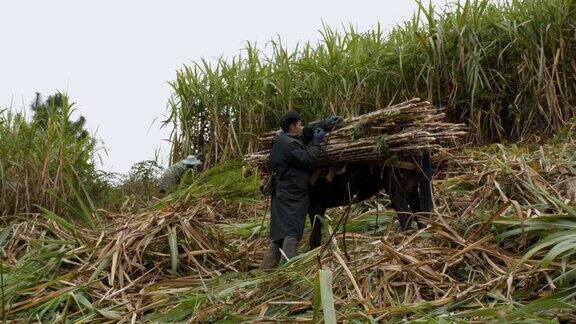 收割季节：农田里的甘蔗劳作