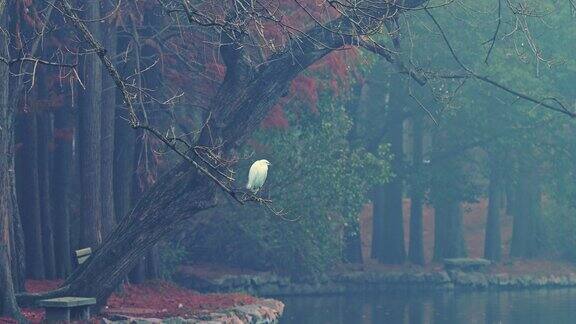清晨河边枝头上的鸟