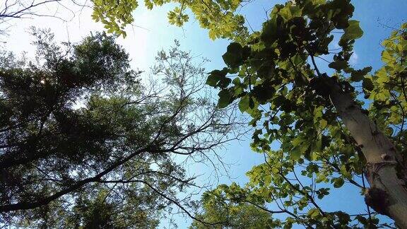 蓝天白云绿色植物树枝树叶夏日风景实拍