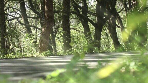 阳光透过森林照在路上