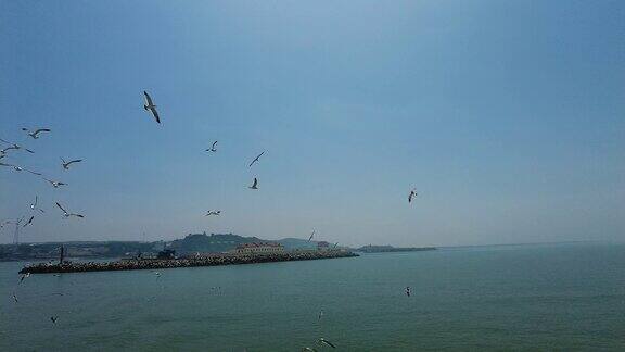 海边海鸥飞翔实拍