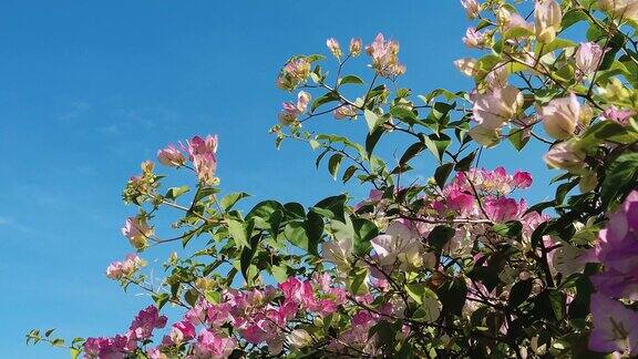 实拍蓝天三角梅鲜花植物