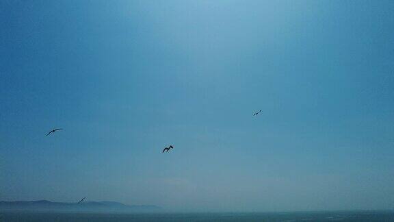 蓝色大海海洋海鸥飞翔实拍