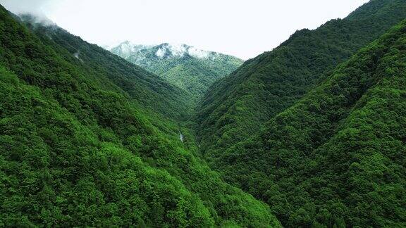 航拍祖国大好河山湖北神农架绿色植物森林