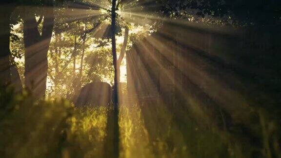 阳光照过树林