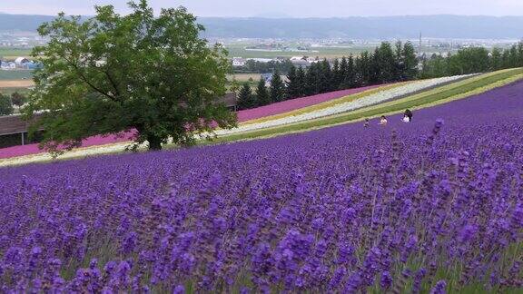 日本北海道薰衣草花田