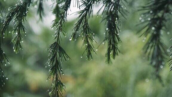 植物雨景空镜4k