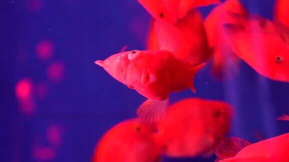 观赏鱼 水族市场  花鸟市场 金鱼观赏鱼