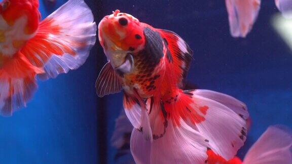 观赏鱼 水族市场  花鸟市场 金鱼观赏鱼