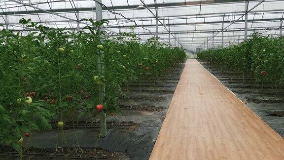 农业种植大棚有机蔬菜实拍