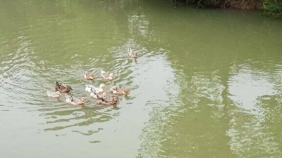 河中养殖家禽鸭子实拍