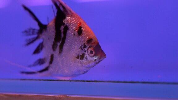 观赏鱼 水族市场  花鸟市场 金鱼观赏鱼