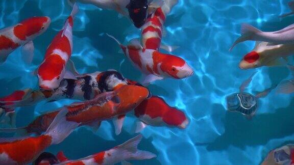 观赏鱼 水族市场  花鸟市场 金鱼观赏鱼