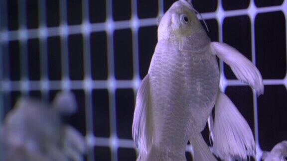 观赏鱼 水族市场  花鸟市场 金鱼观赏鱼