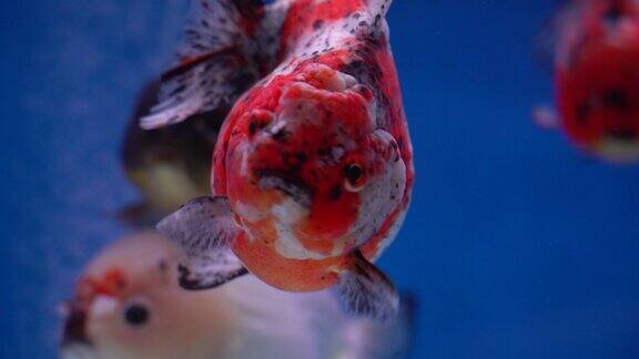 观赏鱼 水族市场  花鸟市场 金鱼观赏鱼