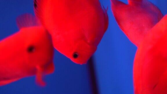 观赏鱼 水族市场  花鸟市场 金鱼观赏鱼