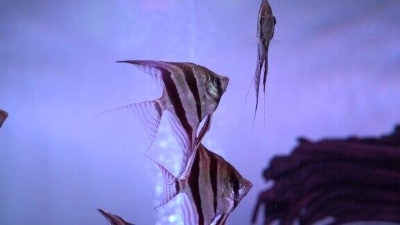 观赏鱼 水族市场  花鸟市场 金鱼观赏鱼