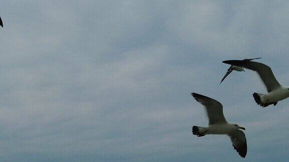 大海蓝天白云海鸥