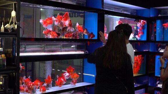 观赏鱼 水族市场  花鸟市场 金鱼观赏鱼