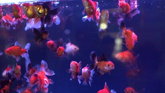 观赏鱼 水族市场  花鸟市场 金鱼观赏鱼