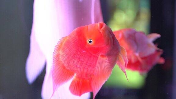 观赏鱼 水族市场  花鸟市场 金鱼观赏鱼