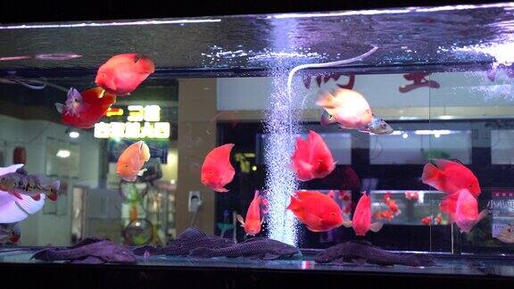 观赏鱼 水族市场  花鸟市场 金鱼观赏鱼