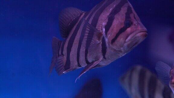 观赏鱼 水族市场  花鸟市场 金鱼观赏鱼