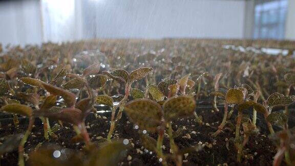 铁皮石斛种植室内基地雨水充沛