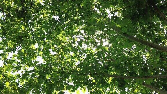 阳光下茂密树枝实拍空镜