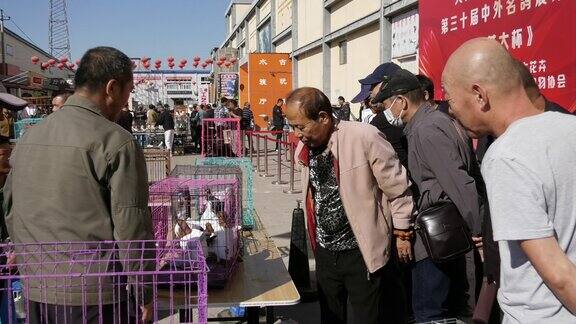 步行街 人流  鸽子市场 鸽子