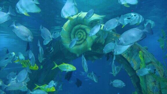 海洋馆动物滨州实拍水母
