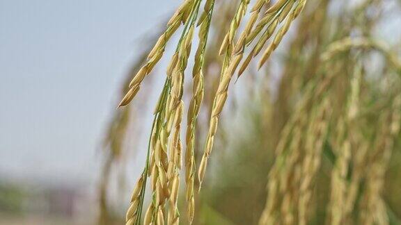 稻田麦穗生长环境 阳光下的稻谷