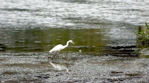 湿地公园白鹭觅食雨季户外溪水动物「单镜」
