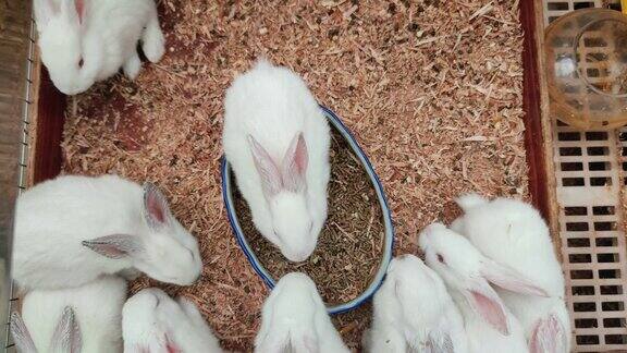 实拍动物可爱兔子