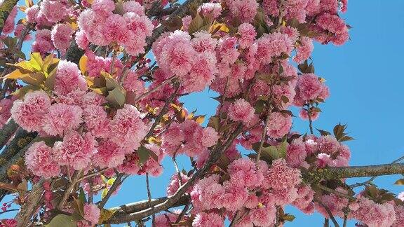 实拍春天樱花盛开空镜