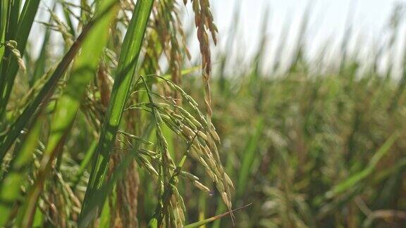 一片丰收稻田麦穗 成熟麦子