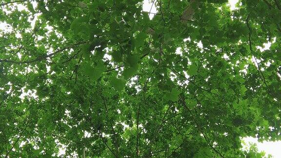 夏日绿色梧桐枫树植物实拍