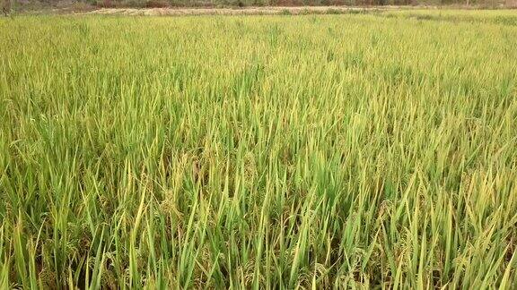 乡村成熟水稻风光农业水稻丰收稻谷