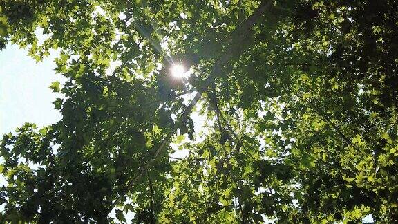 阳光下茂密树枝树叶植物枫叶实拍 