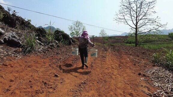 旱季农民挑水灌溉实拍