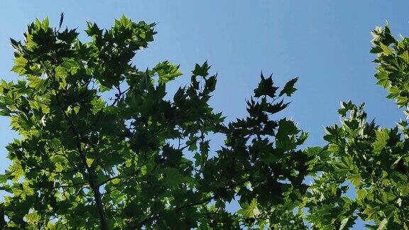 蓝天下风吹树叶植物实拍