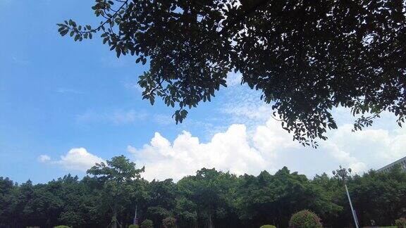 夏日蓝天白云树枝树叶植物实拍