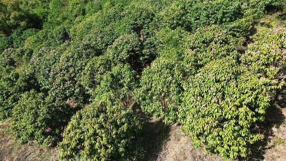 绿色森林山茶花航拍