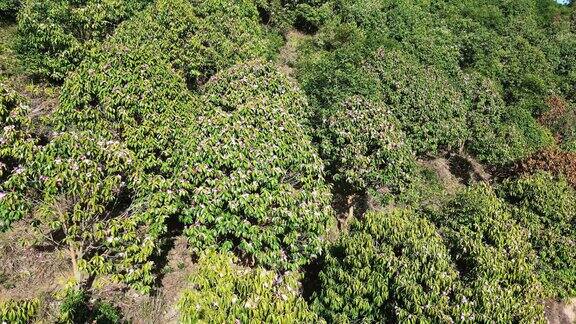 湖南怀化中破山山茶花航拍