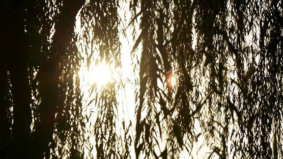 合集_金色水面阳光树叶