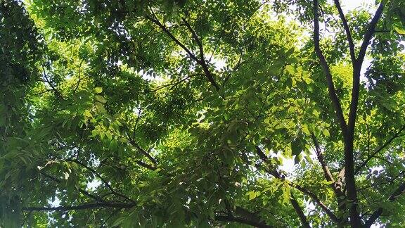 茂密植物树枝树叶实拍 空镜