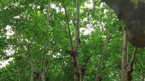 夏日参天大树法国梧桐实拍绿色植物