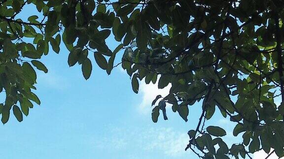 夏日蓝天白云树枝树叶植物实拍 